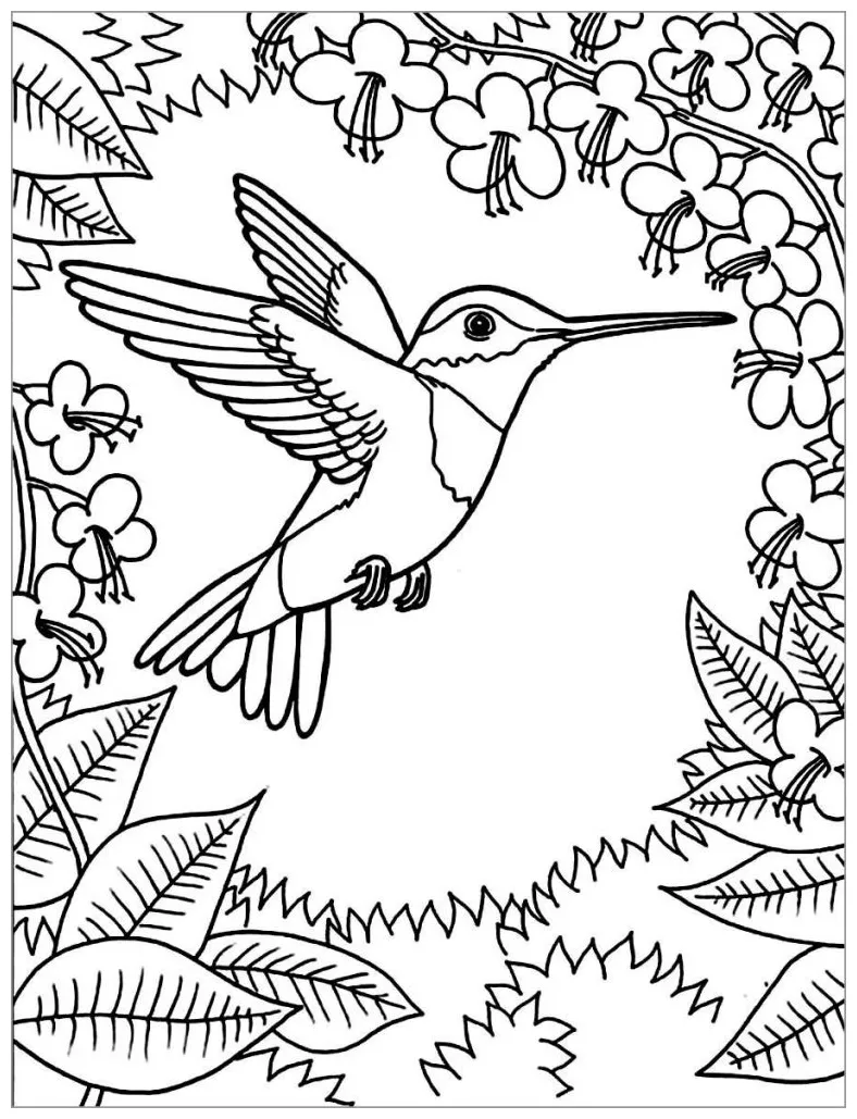 Hummingbird coloring pages coloringbay