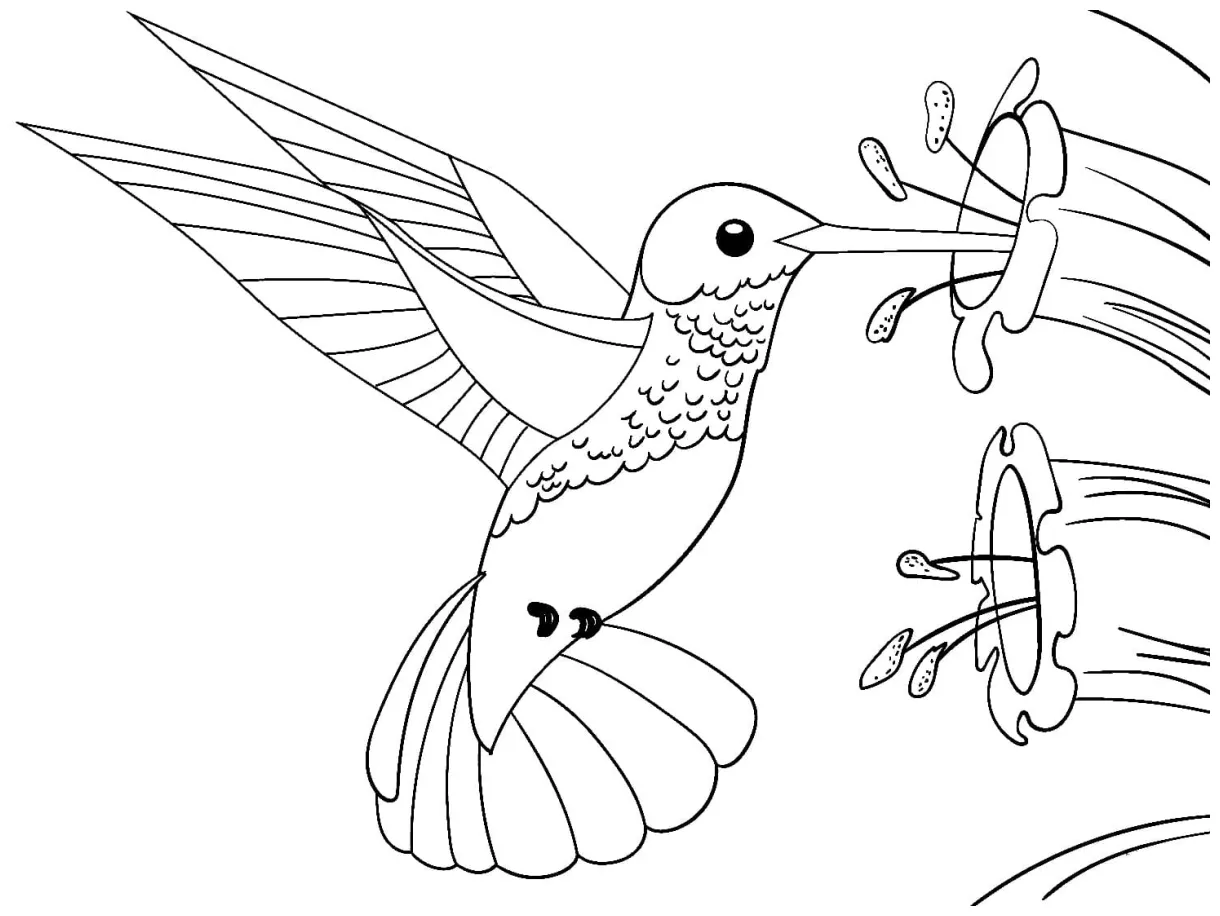 Beautiful hummingbird coloring page download, print or color online