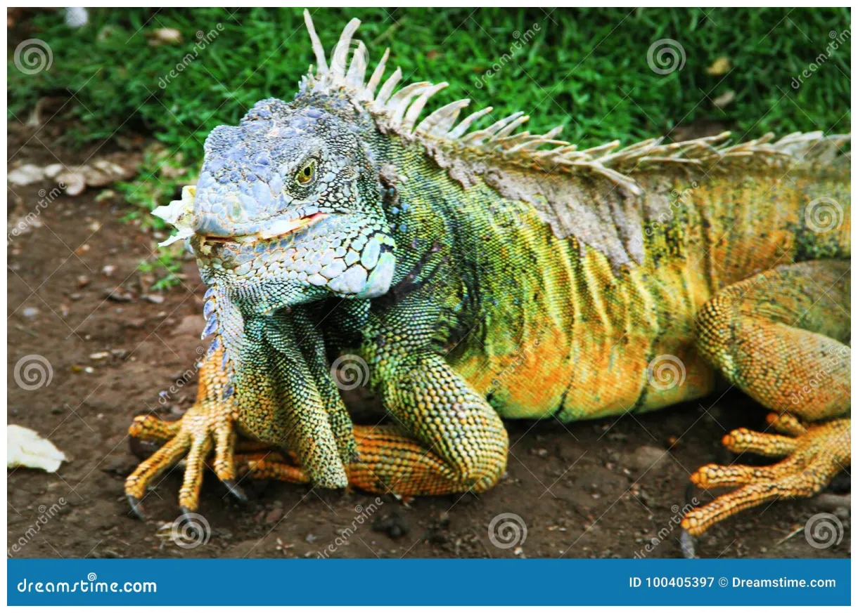 Iguana, guayaquil, ecuador n de archivo. n de fauna 100405397