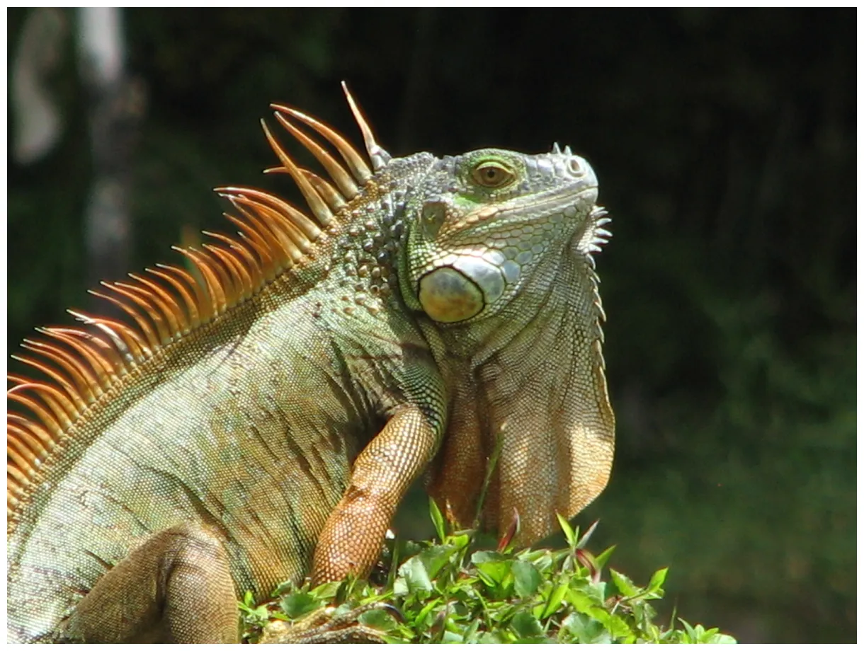 Our costa rican adventure leo the iguana