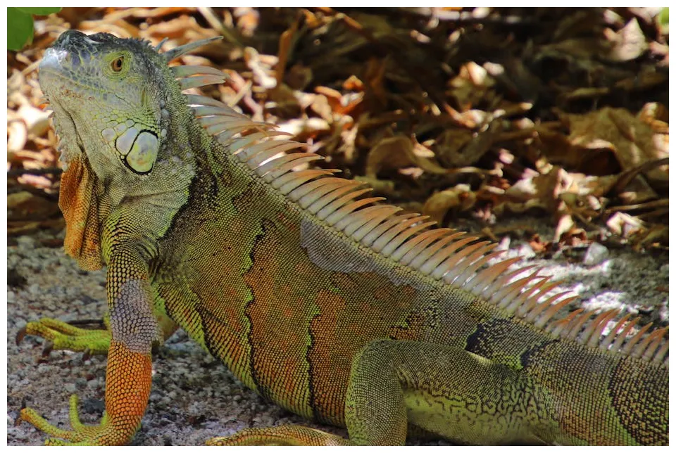 Free of colorful iguana