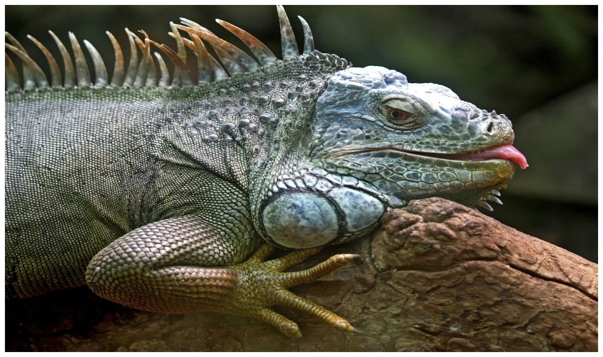 5 curiosidades de la iguana amante del camuflaje