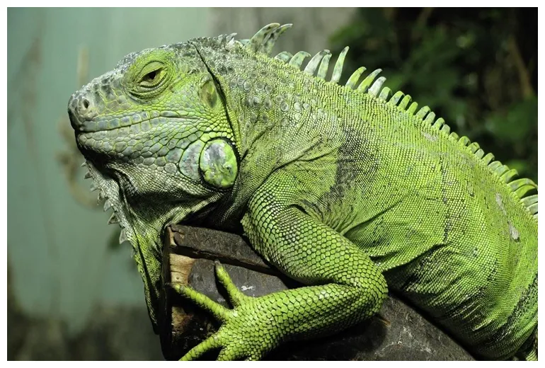 İguana ne yer? güncel oku