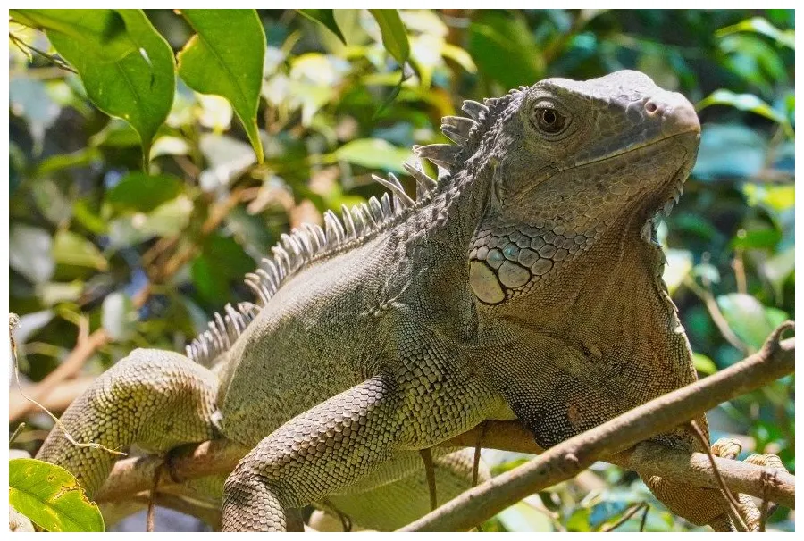😃 Скачать фото и картинки игуаны в хорошем качестве
