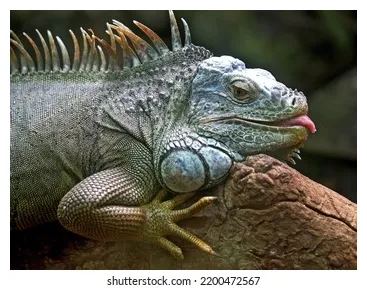 240 brazilian iguana s, s & vectors shutterstock