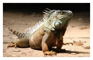 Iguana facts, types, diet, reproduction, classification, pictures