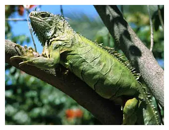 Iguana printable coloring page