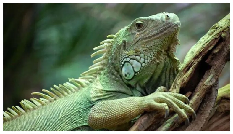 Pros and cons of owning a pet iguana mypetreptiles