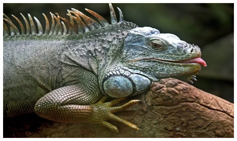 5 curiosidades de la iguana amante del camuflaje