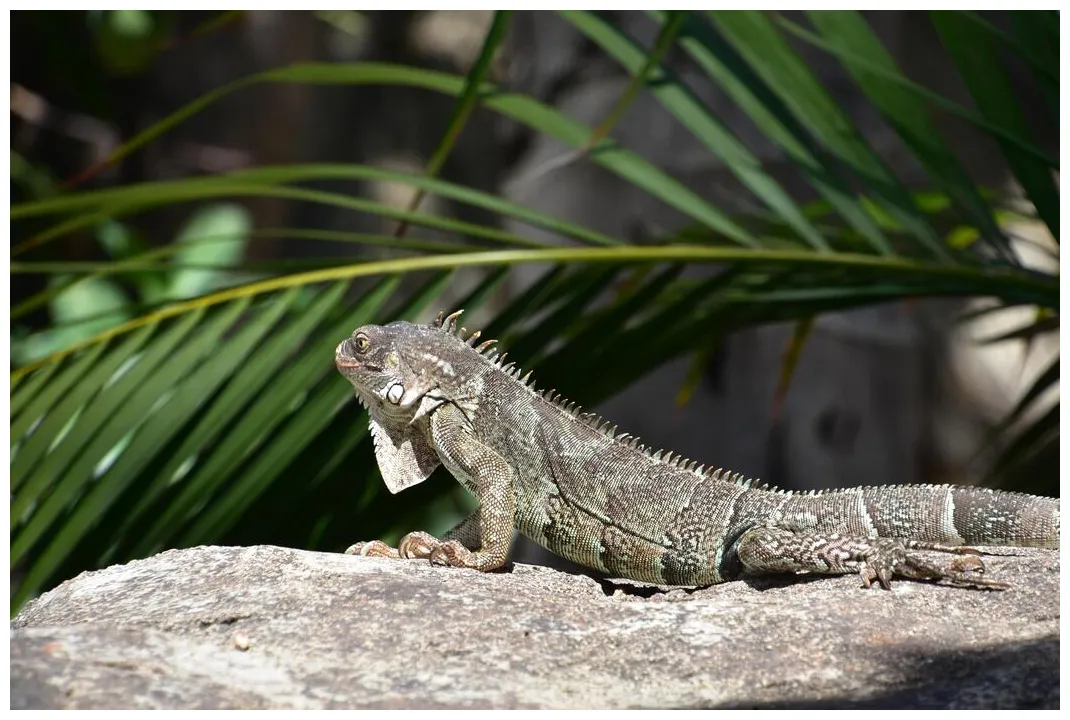 Iguana silhouette s, s and s for