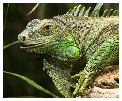Iguana verde exòtics veterinaria