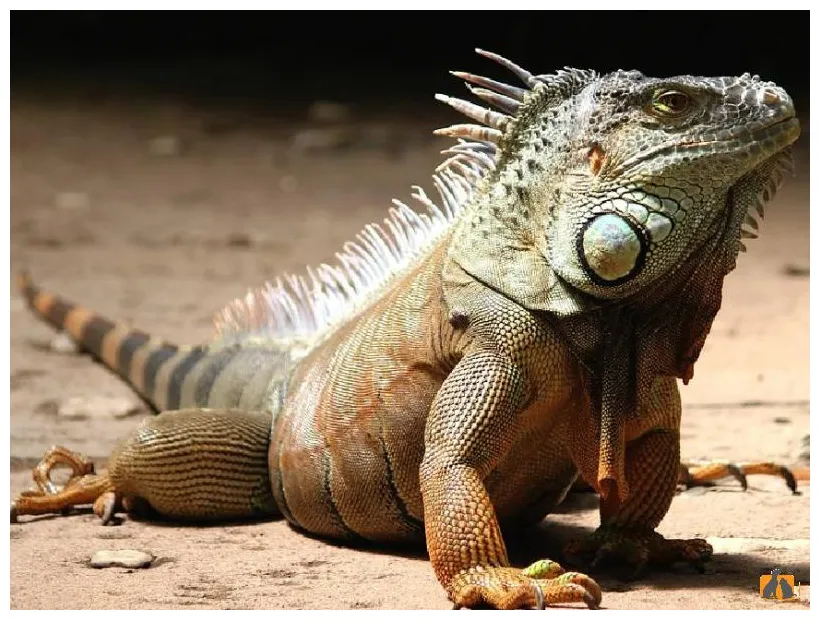 Описание породы питомцев Игуана