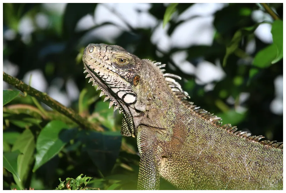 Lizard reptile iguana free on pixabay pixabay