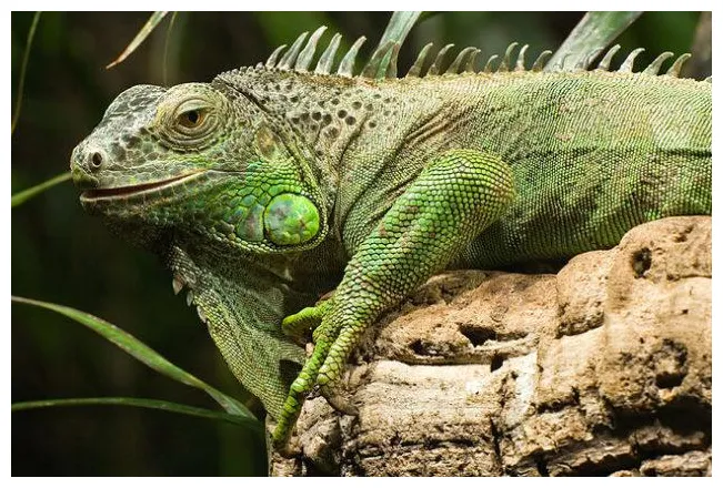 Iguana qué es, características, hábitat, reproducción
