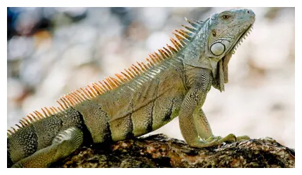 Tout savoir sur l'iguane femme actuelle le mag