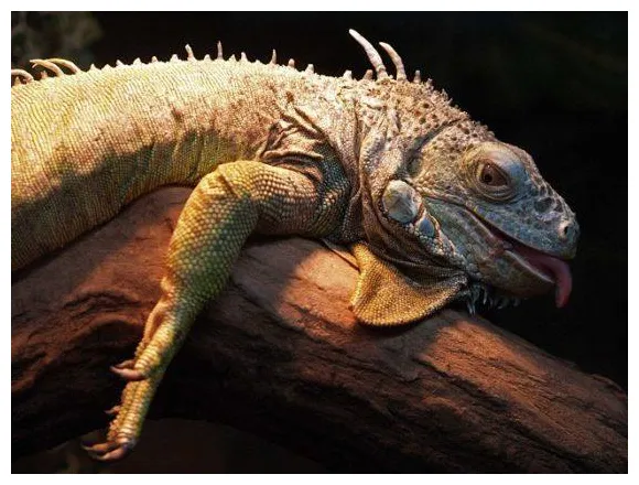 Iguana características, especies, hábitat, reproducción