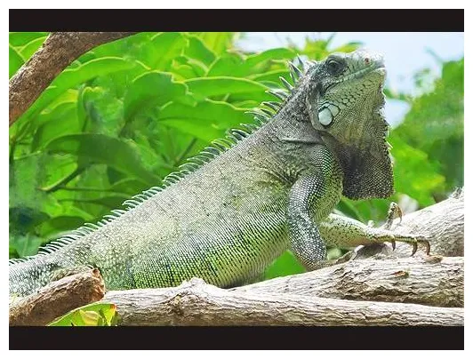 グリーンイグアナ iguana iguana ガイアノート 世界の動物・生きもの大図鑑