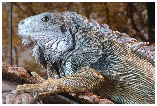Reptielen iguana