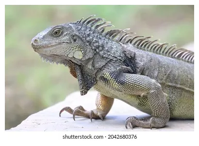 30,055 imágenes de iguana scale imágenes, fotos y vectores de stock