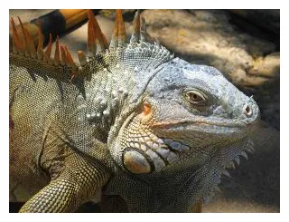Iguana care guide for novice and experienced keepers