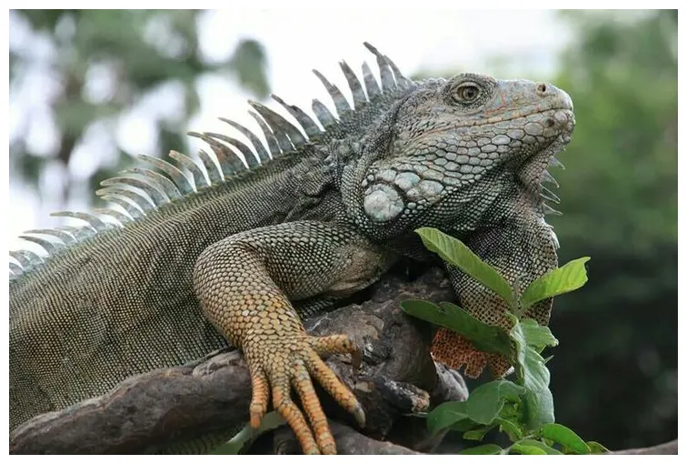 Iguana amphibians, animals, reptiles and amphibians