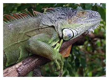 Green iguana petmapz by dr. katz, your veterinarian endorsed pet printable coloring page