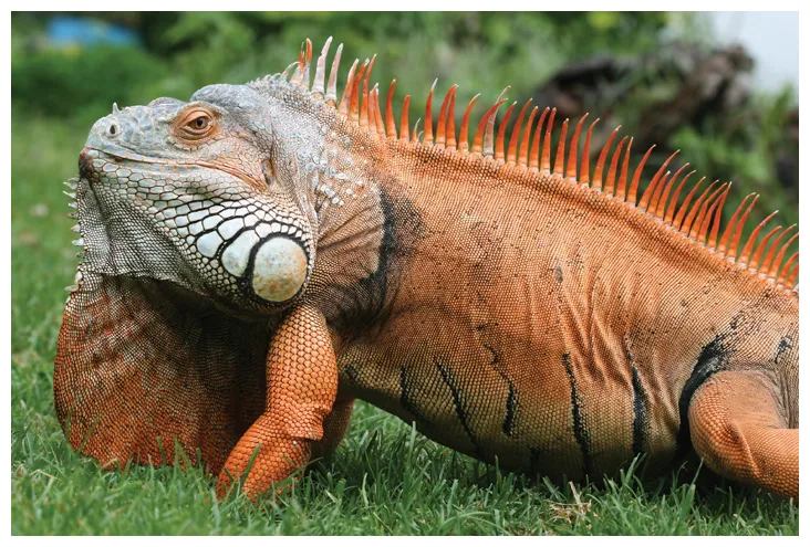 Male green iguana