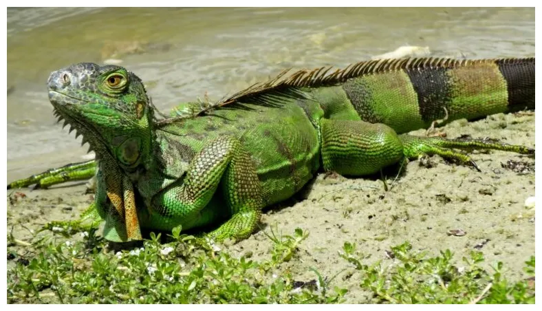 When do iguanas lay eggs in florida? iguana busters