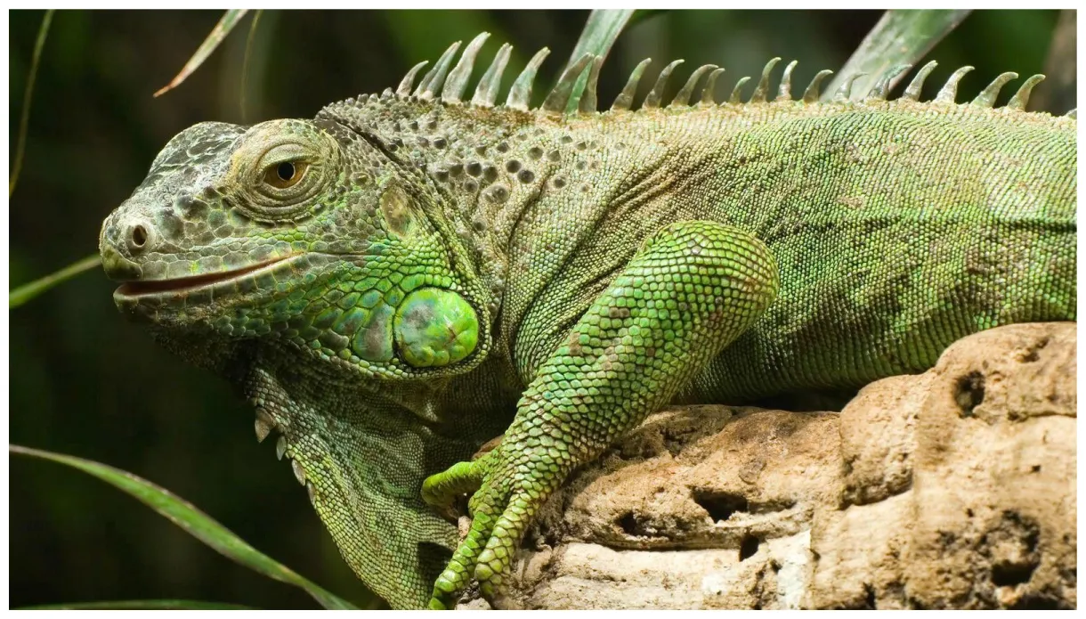 Iguana s top free iguana s access