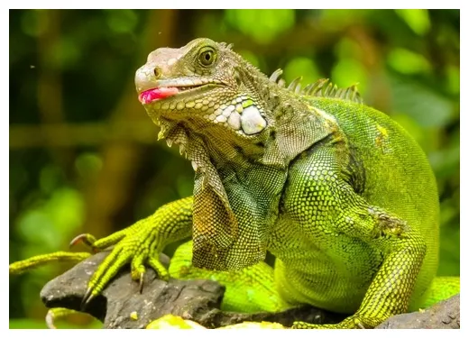 ایگوانای سبز فروشی + بررسی قیمت و راهنمای نگهداری happypet printable coloring page