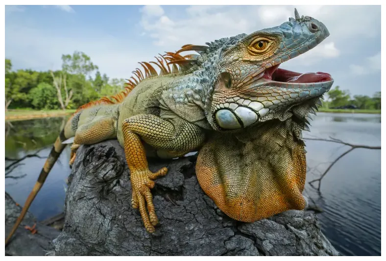 Игуана. Внешний вид, фото и видео. Разновидности и среда обитания игуан