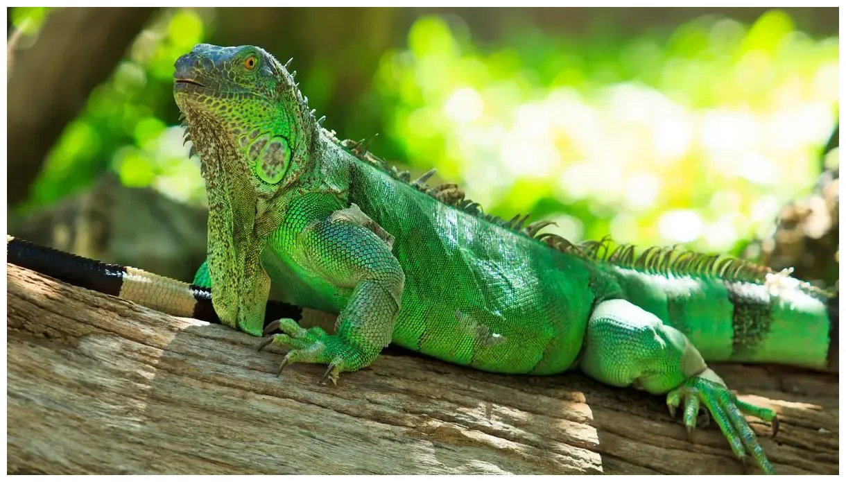 Iguana kidney and liver function gout in iguanas