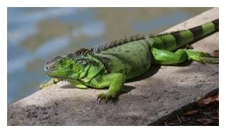 Green iguana facts, habitat, size, lifespan, diet, pictures, and more