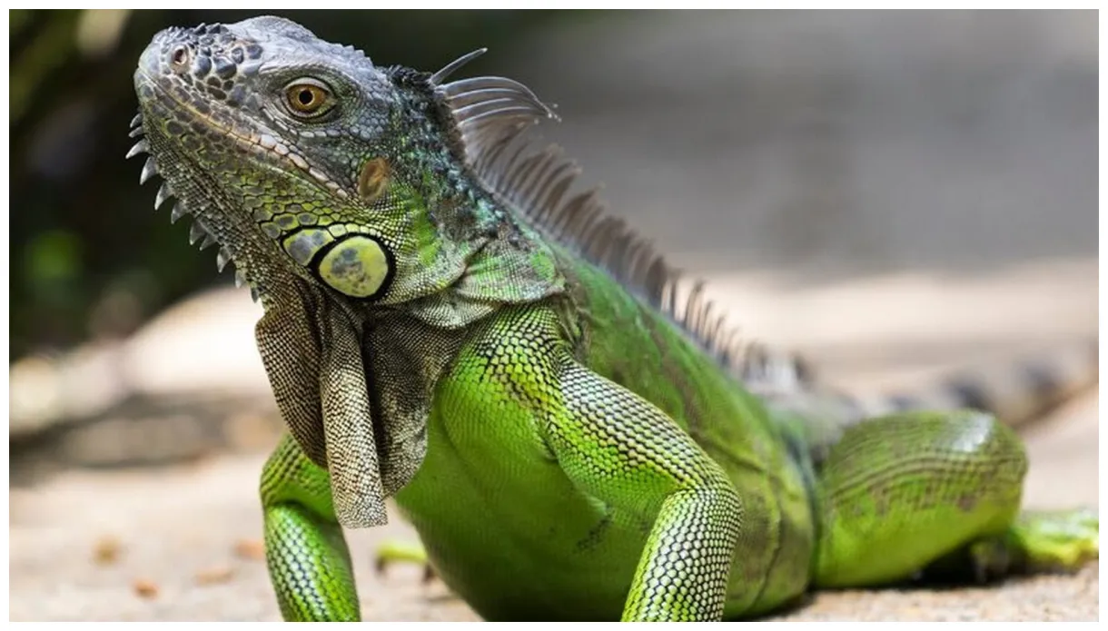 Ігуана зелена - KYIVZOO