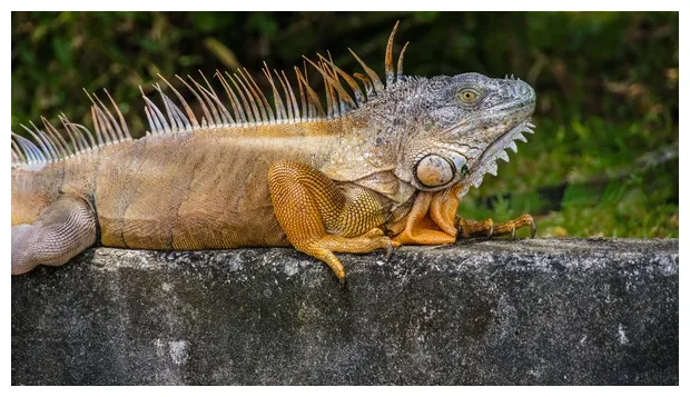 Iguana animada Stock Photos, Royalty Free Iguana animada Images