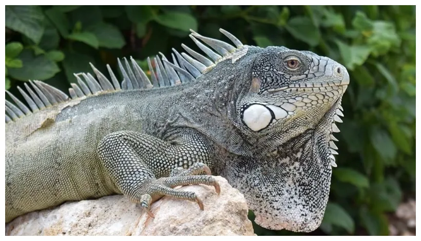 Iguana - Der Grüne Leguan heißt Yuana auf Curacao - Rubrik Natur