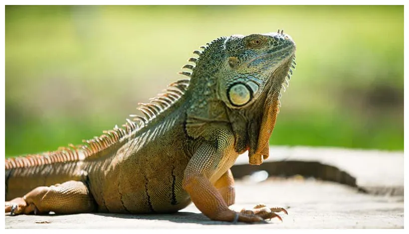 What is the Origin of Iguana? - MyPetReptiles