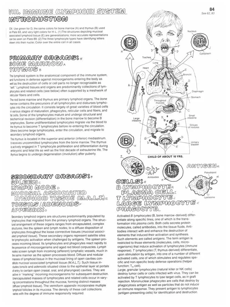 Intro to the tissue types, printable