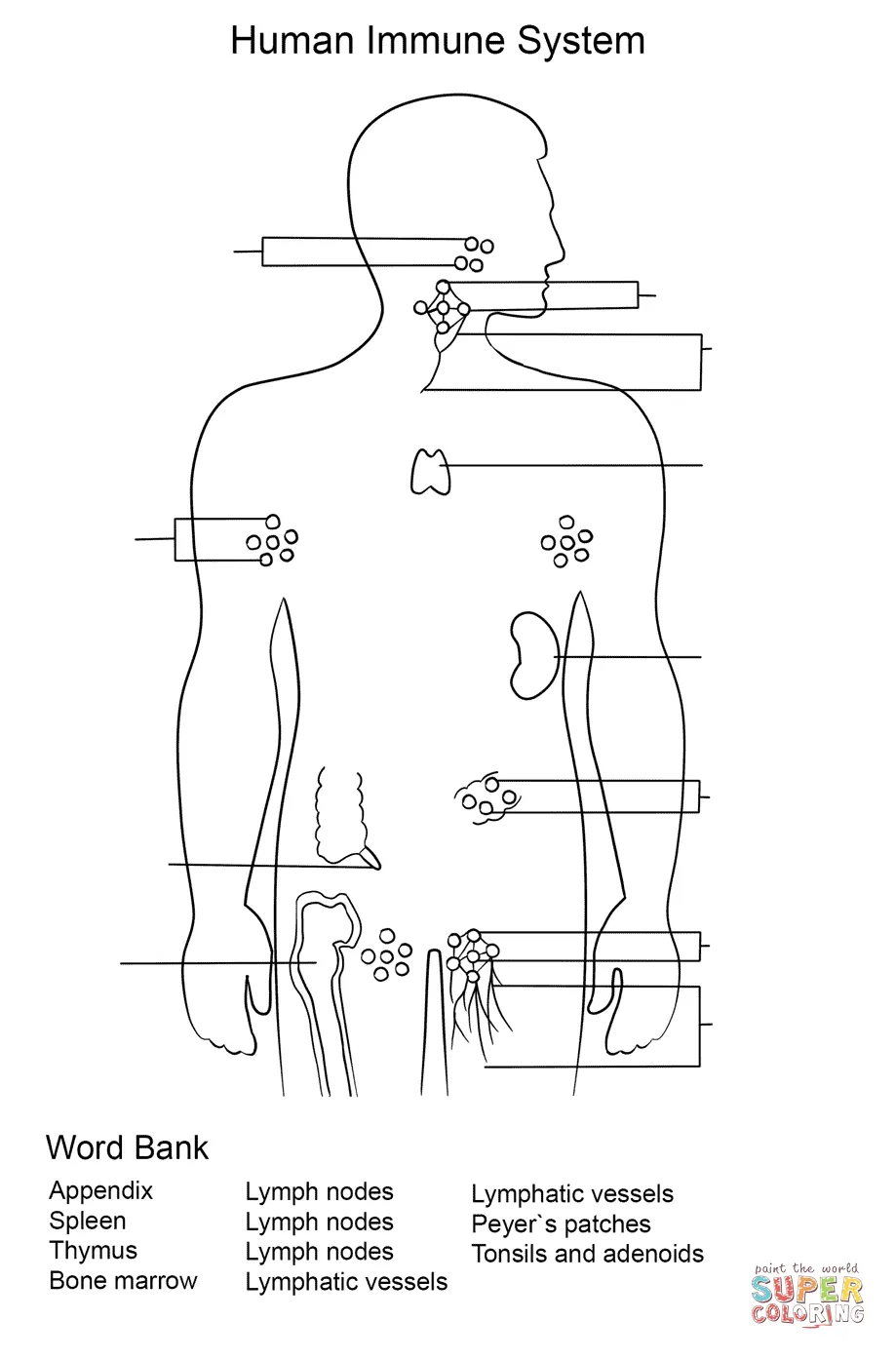 Immune system worksheet coloring page free printable coloring pages
