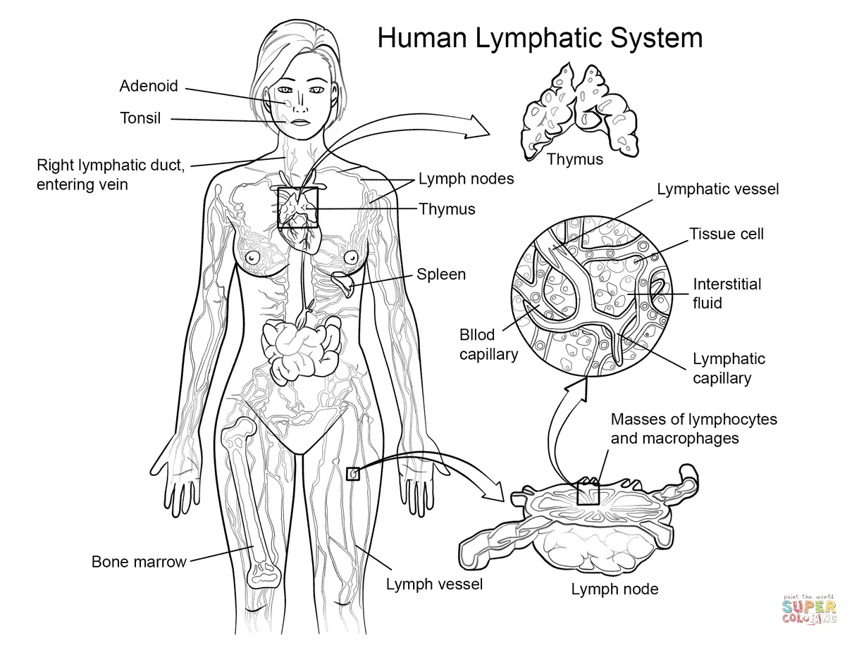 Coloring pages printable coloring page