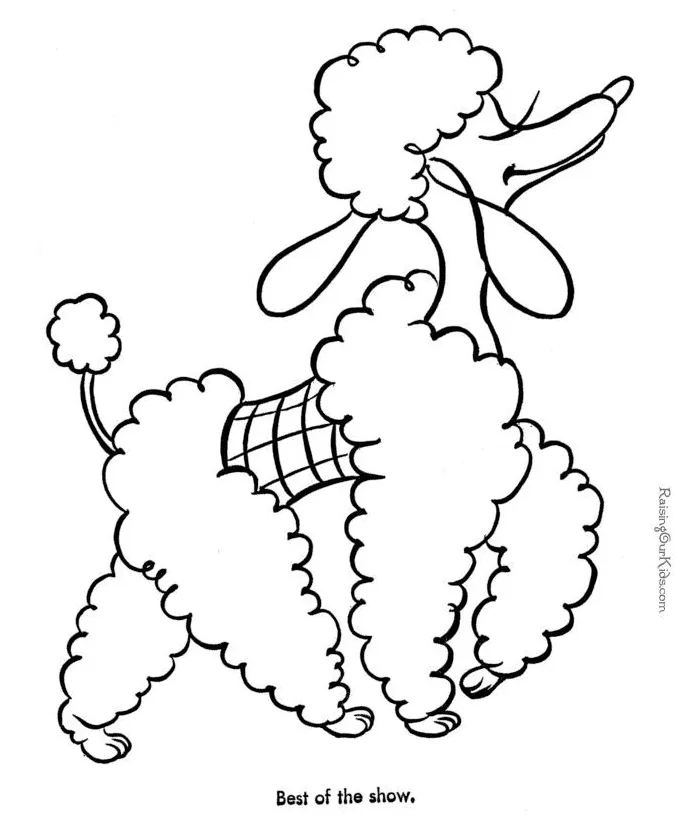 5d2218459a2705f464d92b poodle drawing, coloring pictures for kids printable coloring page