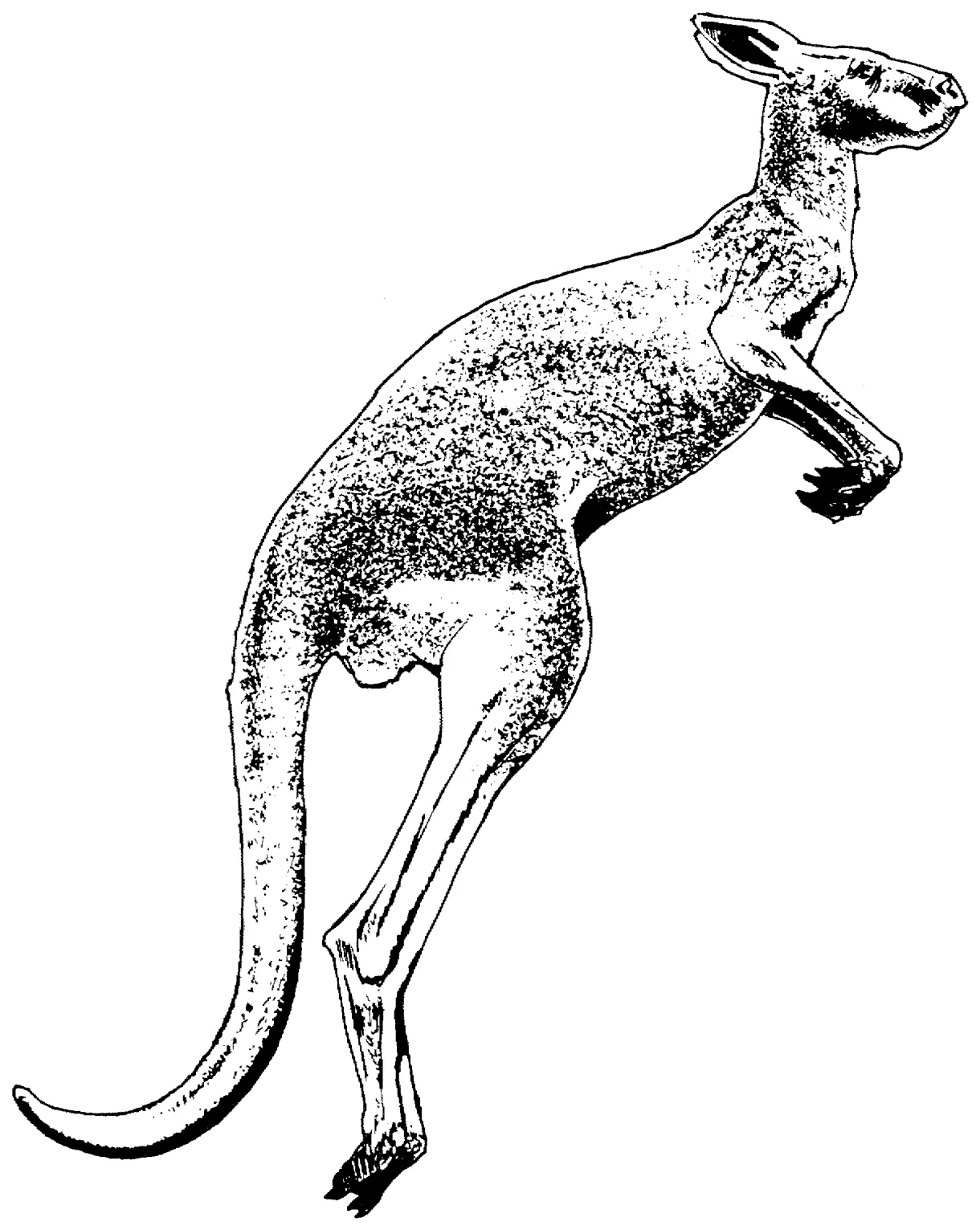 Free Kangaroo Coloring Pages