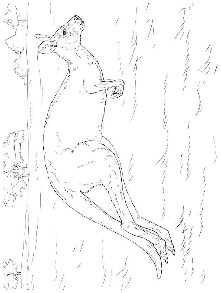 Jumping kangaroo coloring page