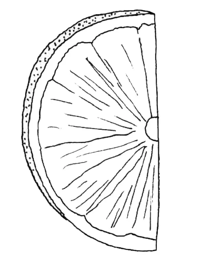 Lime Coloring Pages (Free Printable PDF)