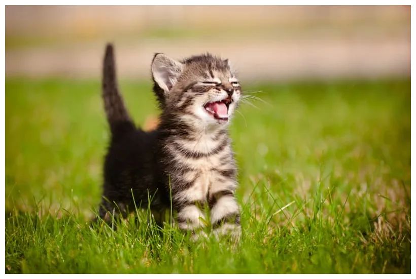 A Complete Guide To Kitten Care | Ankeny Vets