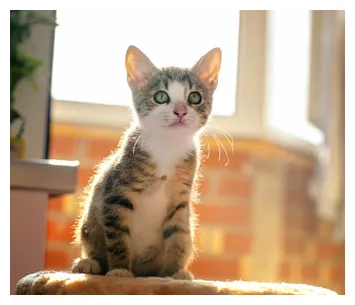 Kitten Care Basics | How to Care for a New Kitten | Caring for a New