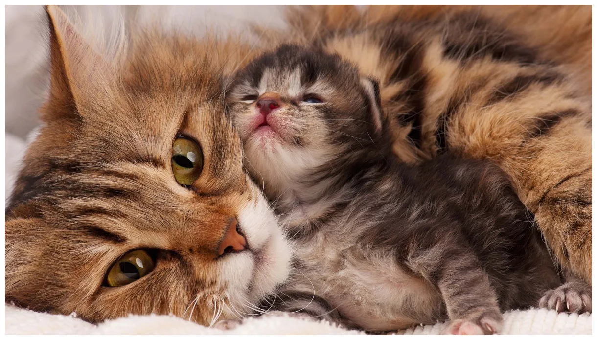 Introducing a Kitten to an Older Cat | Vets4Pets