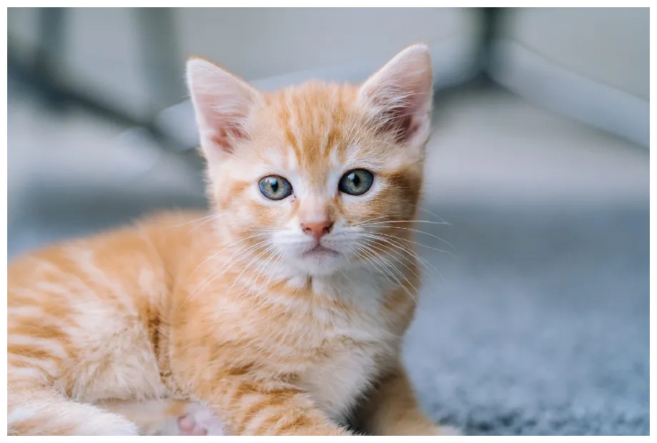 Kitten Care- What You Need to Know about Raising Kittens - MY Real Board