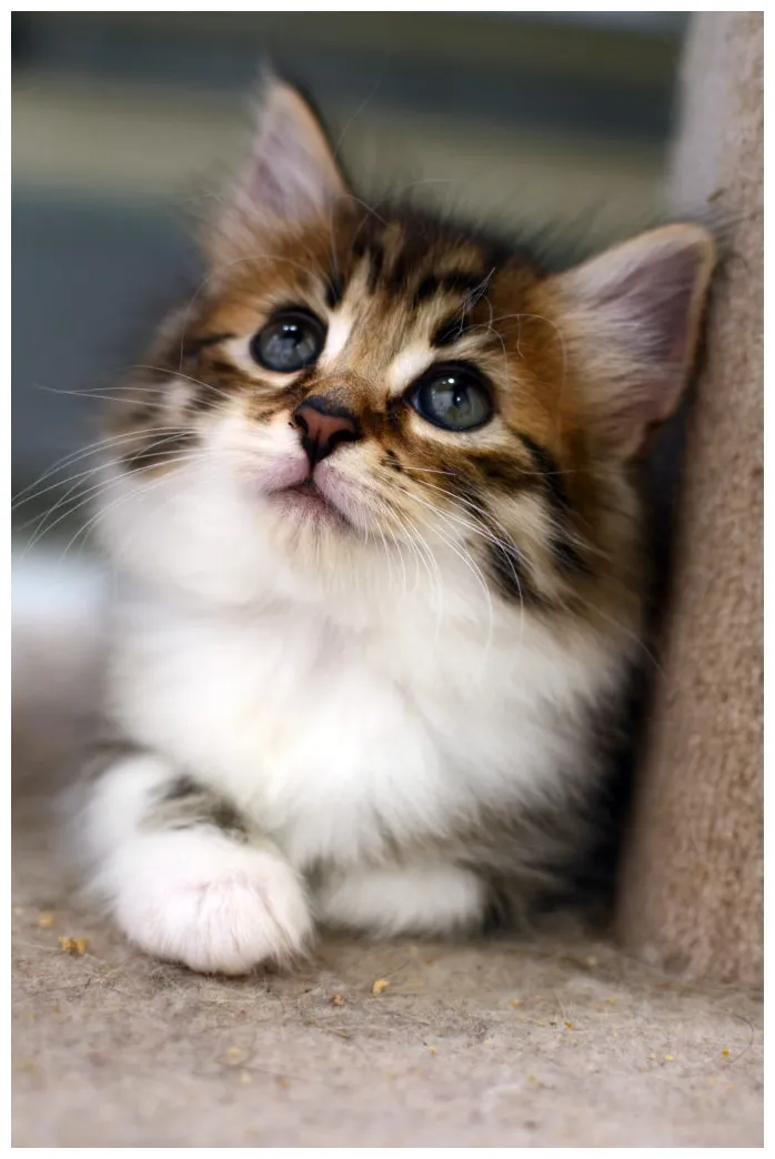 Food: what to feed your kitten, and when