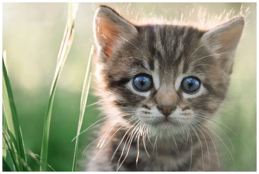 7 Super-Cute Kitten Traits You'll Love | Petbarn
